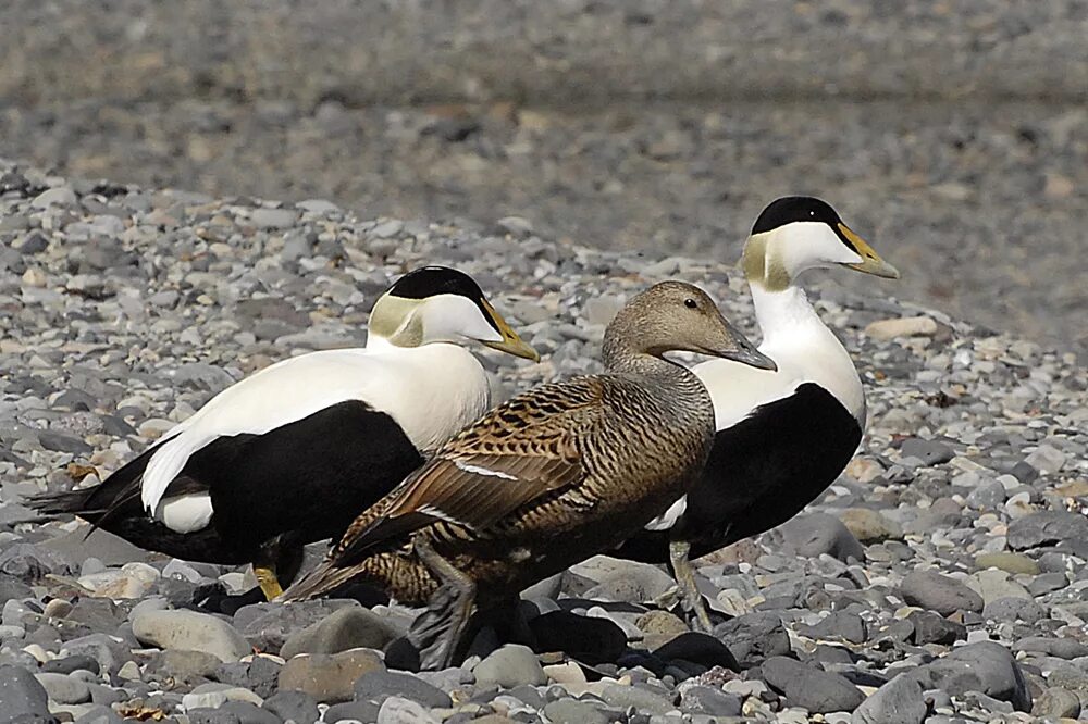 Полярная утка гага. Северная утка гага. Утка гага. Утка гага обыкновенная. Гага гребенушка.