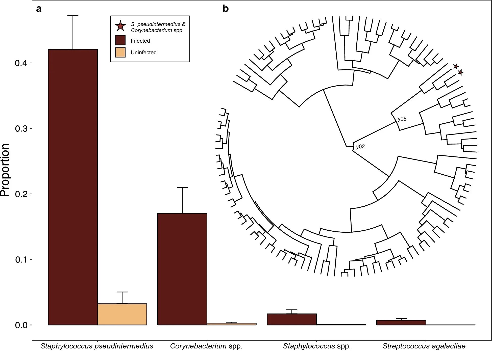 Staphylococcus pseudintermedius. Staphylococcus pseudintermedius у собаки что это такое. staphylococcus pseudintermedius у собаки как лечить. стафилококк pseudintermedius как заражается собака.