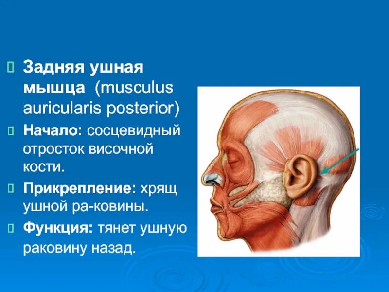 Мышцы головы начало прикрепление функции. Передний мускул ушной раковины. верхняя ушная мышца начало.