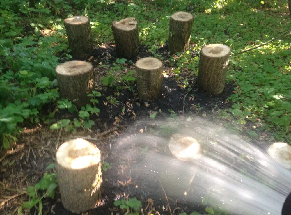 Пень. Пень дерева. Пенек на природе. Старый пень. Соединить два соседних пенька.