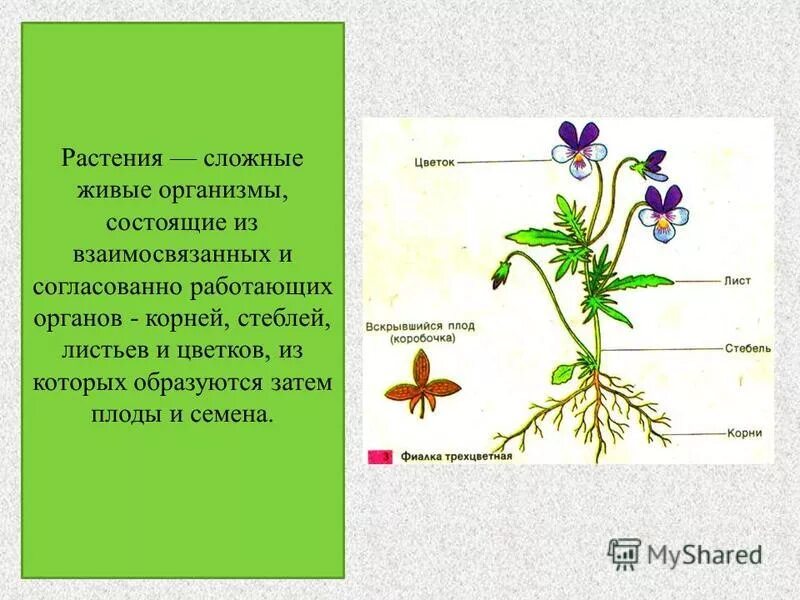 Растительный организм примеры. Организм растения состоит. Органы растений корень. Сложные растения. Живой растительный организм состоит из.