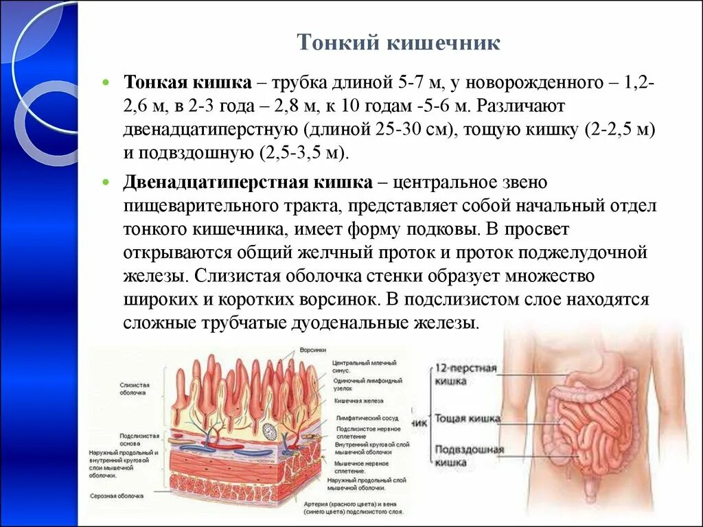 Тонкий кишечник тест. Тонкая кишка отделы строение функции. Строение и функции тонкого отдела кишечника. Тонкая кишка. Строение стенки отделы функция. Тонкая кишка особенности строения и функции.