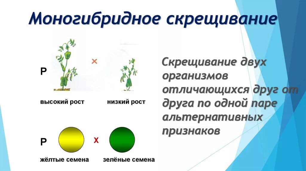 Моногибридное скрещивание признаки