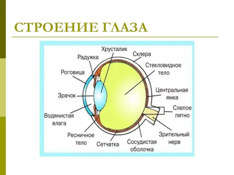 Особенности строения органа зрения. Строение глаза вид спереди. Строение глаза зрачок роговица хрусталик. Биология 8 кл строение органа зрения. Строение строение глаза.