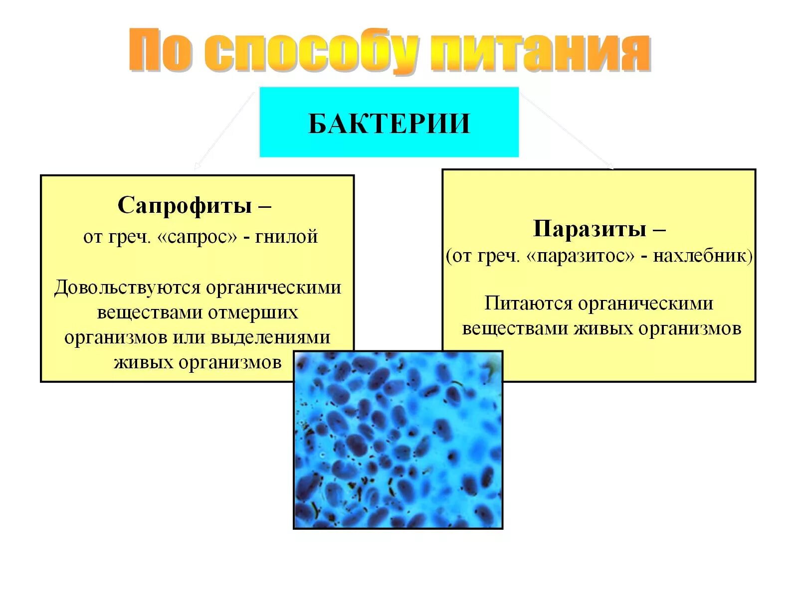 Какие различают по способу питания. Способ питания бактерий сапротрофы. Сапрофитные бактерии относятся к. Питание бактерий сапротрофы и паразиты. Сапрофитные бактерии микробиология.