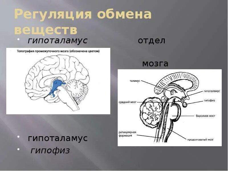Гипоталамус схема строения. Средний мозг гипоталамус. Средний мозг гипоталамус. Средний мозг гипоталамус. Продолговатый мозг таламус гипоталамус гипофиз.