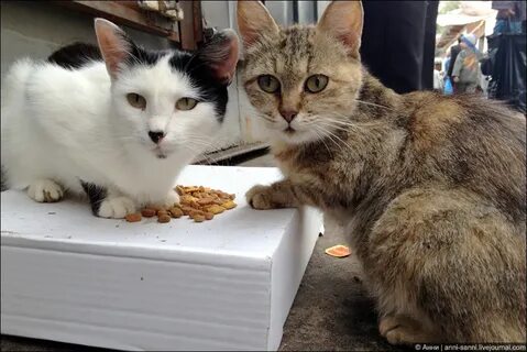 Котобака интернет магазин мурманск