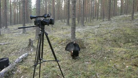 Глухарь 23