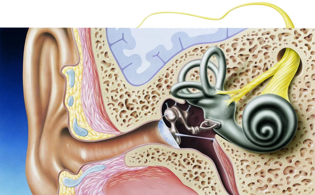 Улитка орган слуха. Слуховой анализатор анатомия улитка. Внутреннее ухо особенности