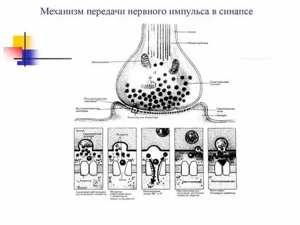 Передают нервные импульсы к рабочим органам