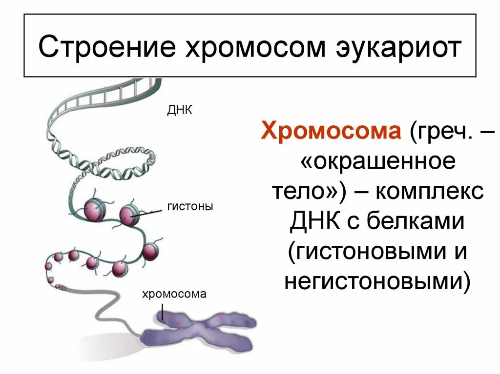 Хромосома в растительной клетке. Строение хромосомы эукариот. Строение хромосомы эукариотической клетки. Структура ДНК эукариот. Строение хроматина и хромосомы.