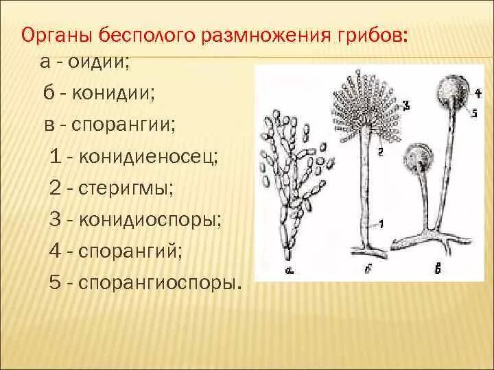 Спорангии, конидиеносцы, конидии.. Типы бесполых спор конидии и спорангии рисунок. Спорангий это микробиология. Плесневелые грибы аспергилл конидиеносцы. Половые споры грибов