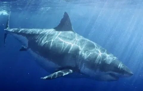 Тұратын және ит стиліндегі порно видеолар