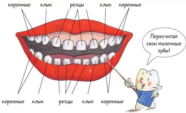 Как отличить молочный зуб. Зубы рисунок и их название.