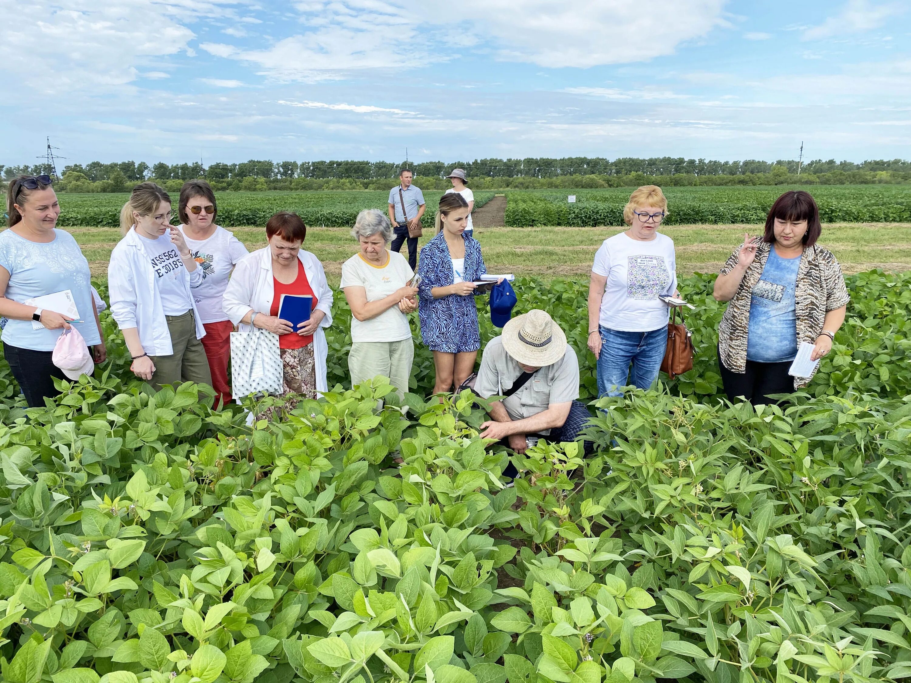 институт сои благовещенск. сорта сои внии сои. сорт сои китросса. внии сои. внии сои.