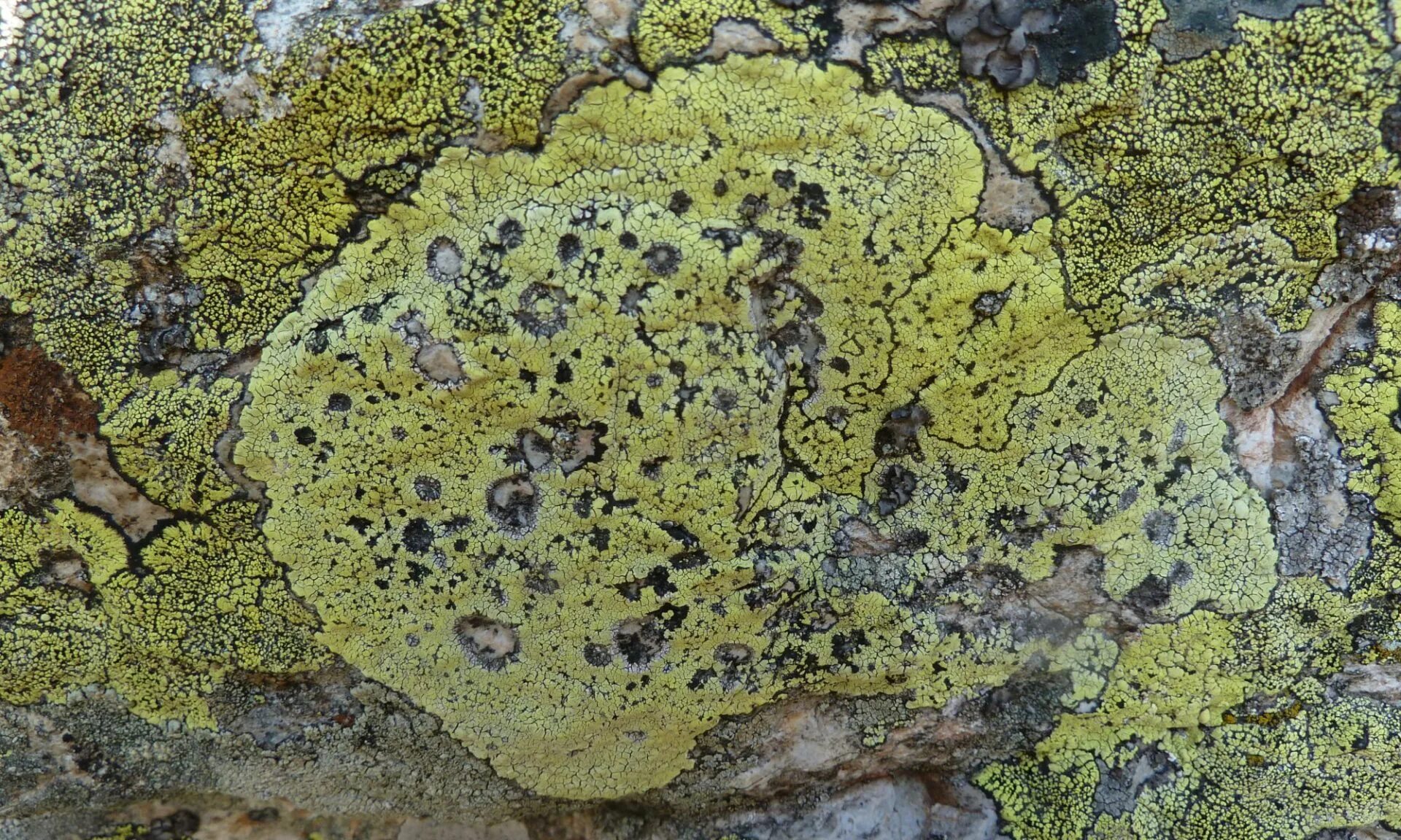 Леканора накипной лишайник. Лептогиум гильденбранда. Lecanora chlarotera. Эпилитные лишайники. Специалисты по лишайникам.