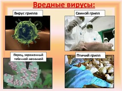Насколько опасно вирус