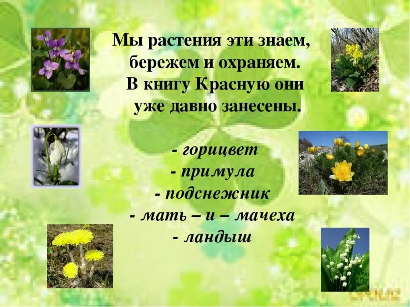 Растения необходимо охранять так как они. Берегите растения. стих про охрану растений. стихи про первоцветы. первоцветы для дошкольников.