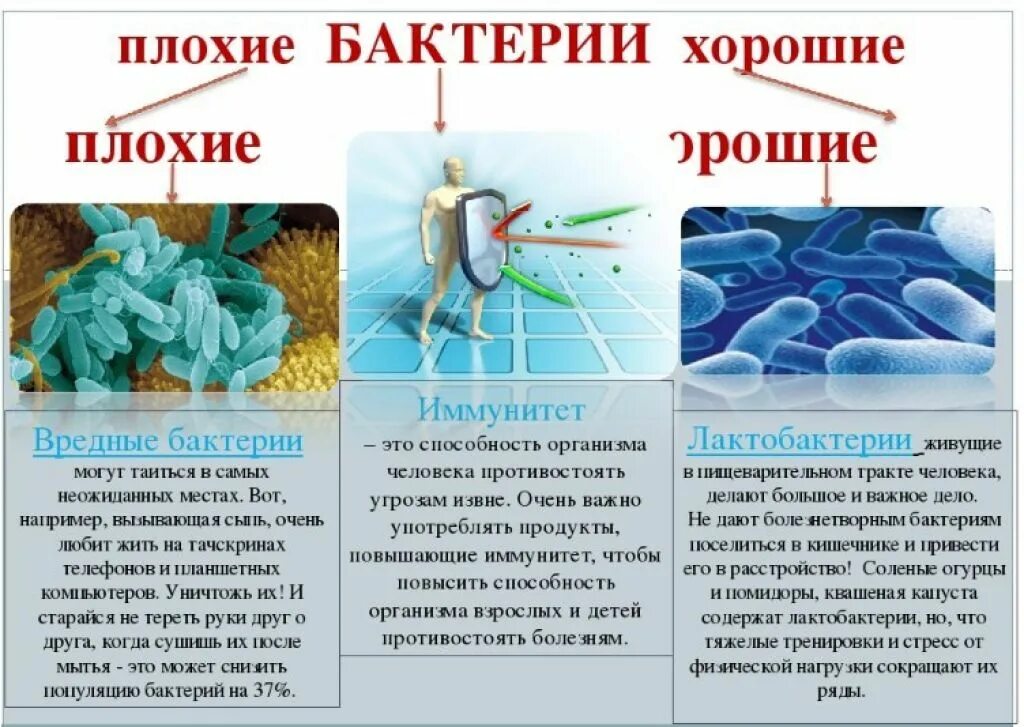 Полезные и вредные бактерии. Полезные бактерии для человека. Полезные и вредные микроорганизмы для человека. Полезные и вредные микрргрибы. Бактерии человека название