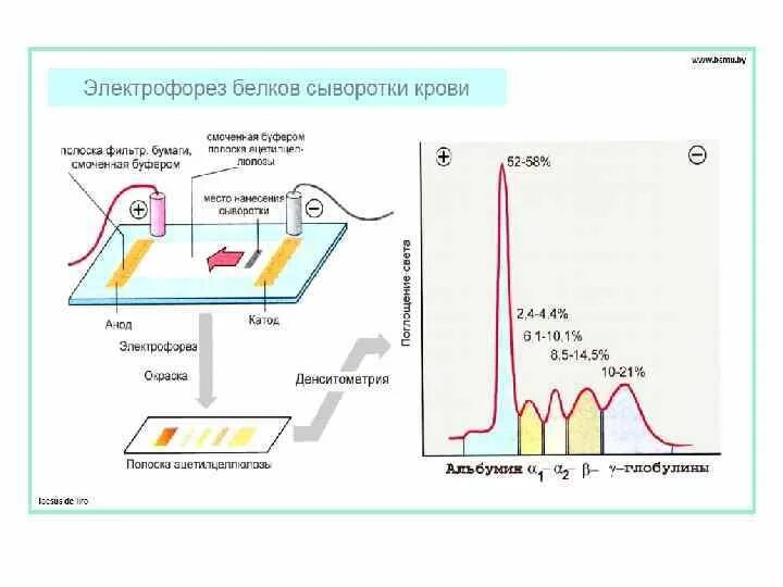 Сколько делать электрофорез. Электрофорез белков принцип метода. Электрофорез белков плазмы крови. Электрофорез белков сыворотки крови принцип метода. Схема электрофоретического разделения белков сыворотки.