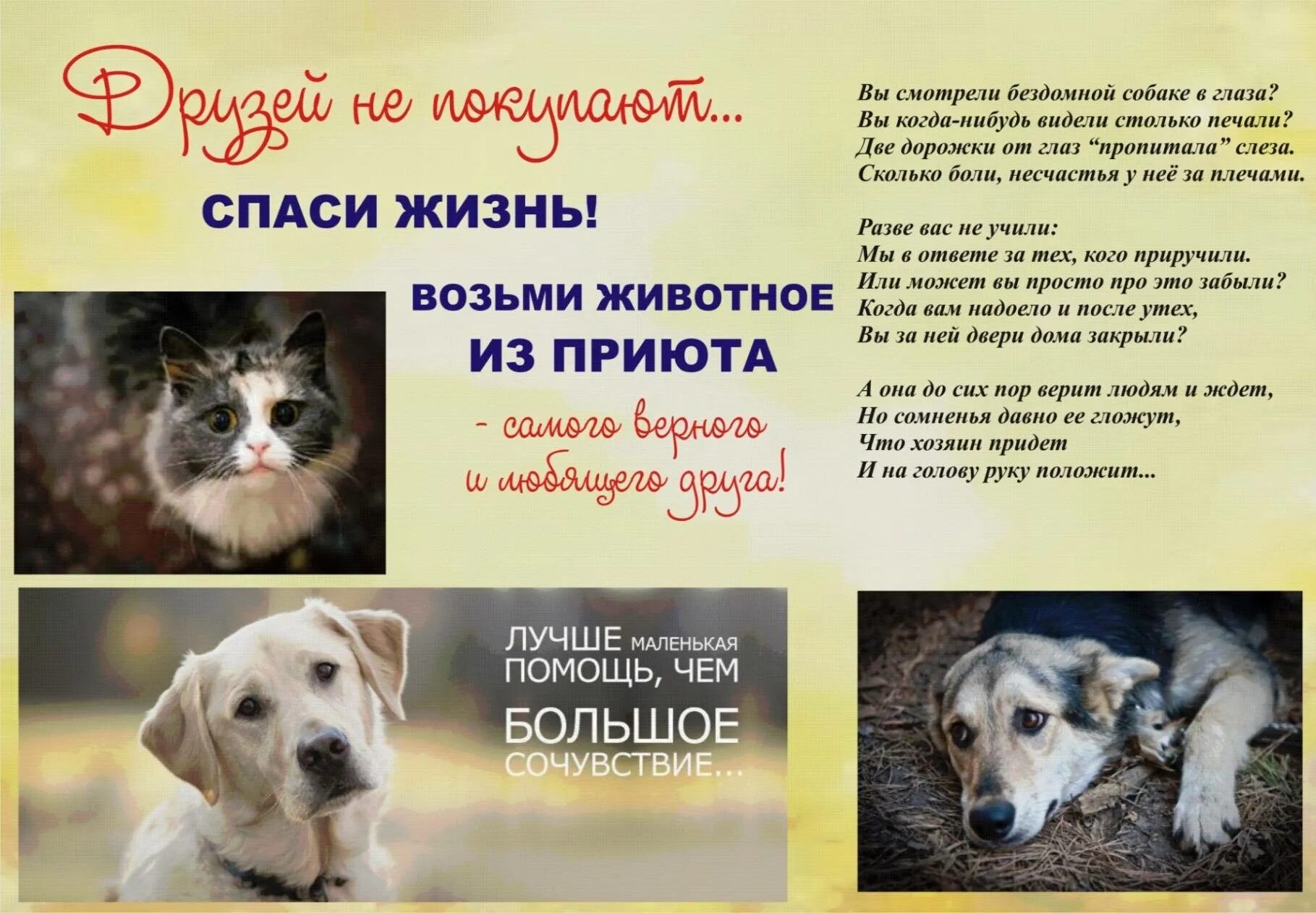 Закон приюту для животных. Листовки в защиту бездомных животных. листовка бездомные животные. бездомных животных. брошюра приюта для животных.