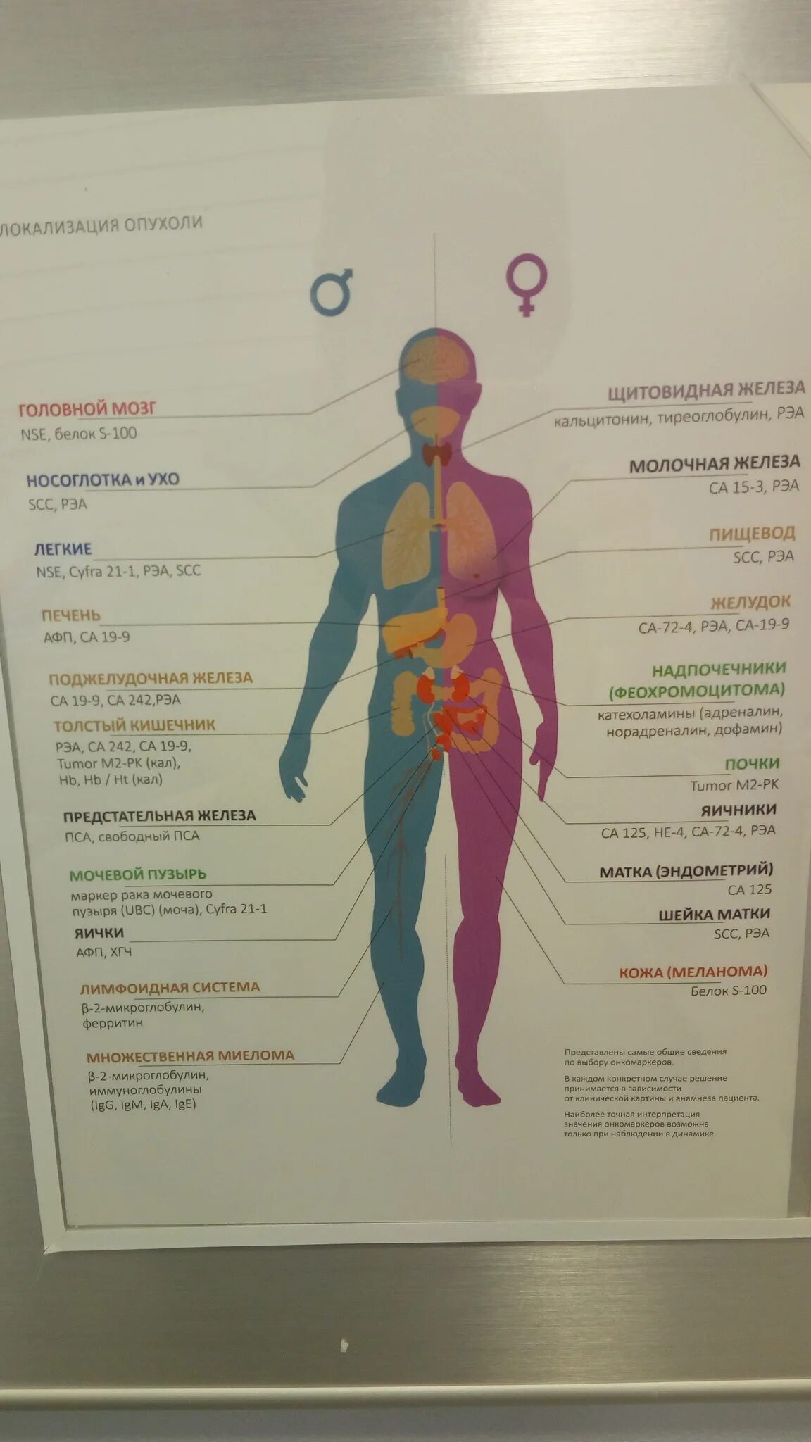 Онкомаркеры почек. РЭА локализация опухоли. Онкомаркеры опухоли головного мозга. Онкомаркер на опухоль головного мозга. Онкомаркер scc цена