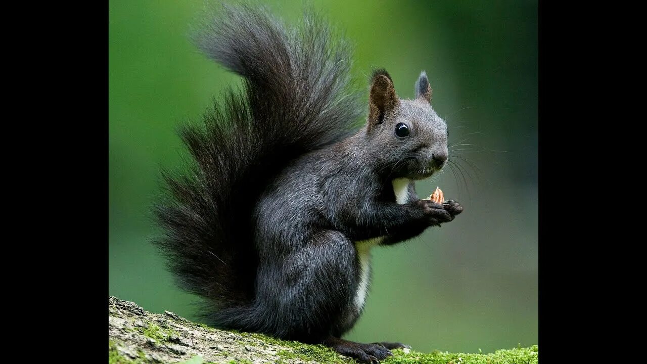 Squirrel updater
