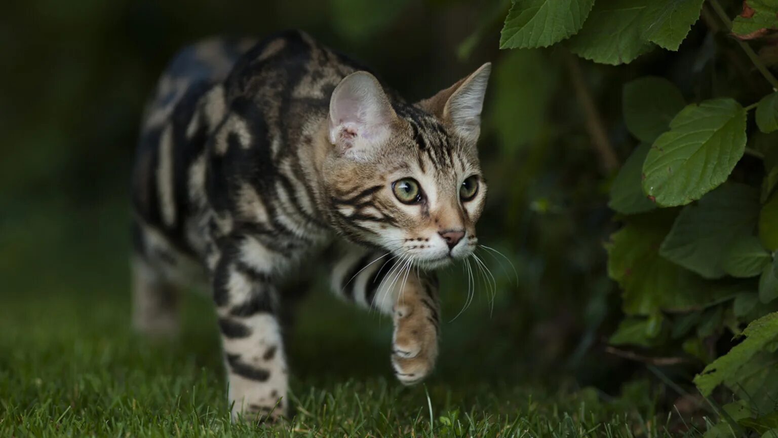 Маленькая черноногая кошка. Африканская черноногая кошка котенок. Котенок красивый пятнистый. Бенгальская кошка. Бенгальская леопардовая кошка.
