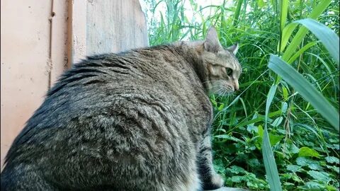 Кот степа