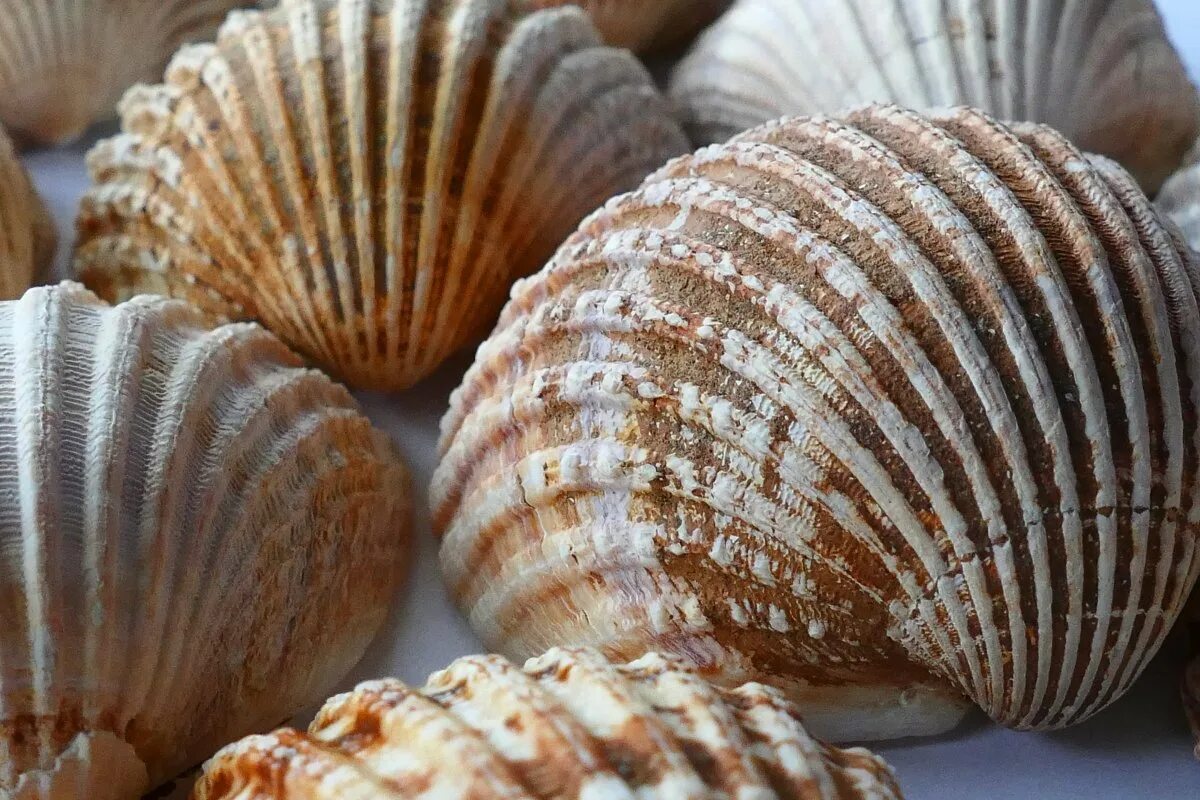 Мелкие ракушки. Иссохшая ракушка. Красивые морские раковины. Морской гребешок ракушка. Морская жемчужница моллюск.