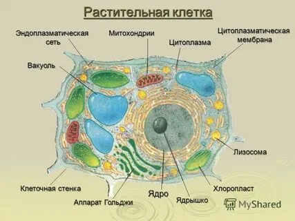 Где находится клетка