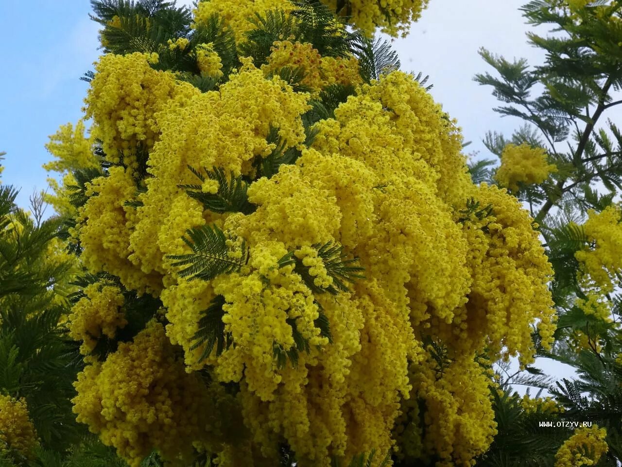 серебристая акация абхазия. акация dealbata. акация серебристая (мимоза) acacia dealbata. цветущая мимоза. мимоза дерево.