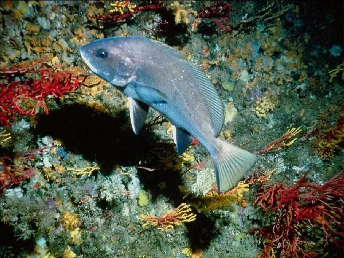 Рыба плавает. Морская рыба в баренцевом море. Рыбы балтийского моря. Промысловые рыбы баренцева моря. Бычок рыба охотское море.