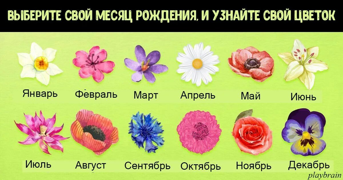 Название цветов на руси. Цветы по гороскопу. Цветы по месяцам рождения. Цветы названия. Растения по знаку зодиака.