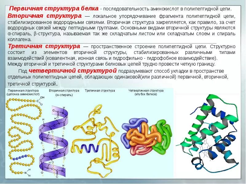 Структуры белка первичная вторичная третичная четвертичная. Первичная вторичная третичная структура белка. Связи в первичной вторичной и третичной структуре белка. Белки полипептиды пептиды аминокислоты. Белки образующиеся соединения