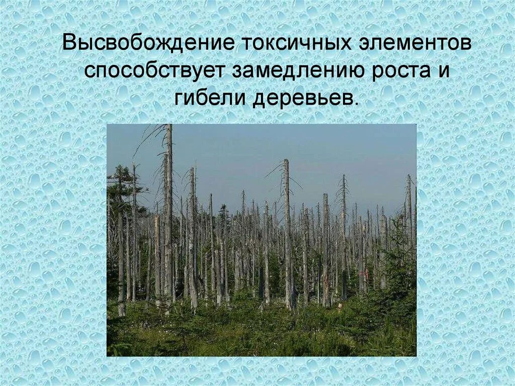 Лесная влияние на окружающую среду. Влияние кислотных дождей на окружающую среду. Влияние кислотных дождей на леса. Кислотные осадки влияние на окружающую среду. Кислотные дожди.