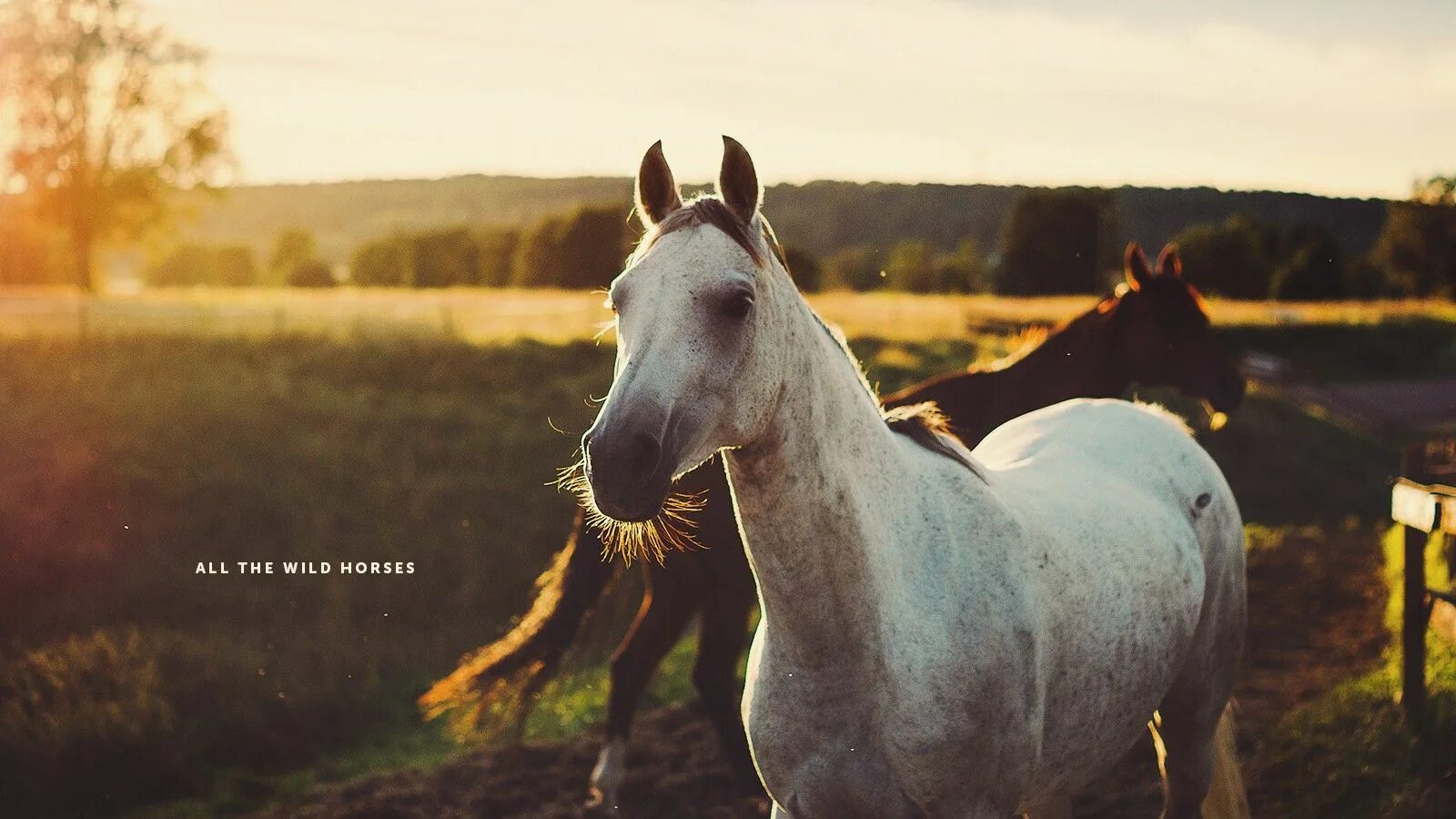 Horses song. Кони Эстетика. Лошади Эстетика. Фотосессия с лошадьми.