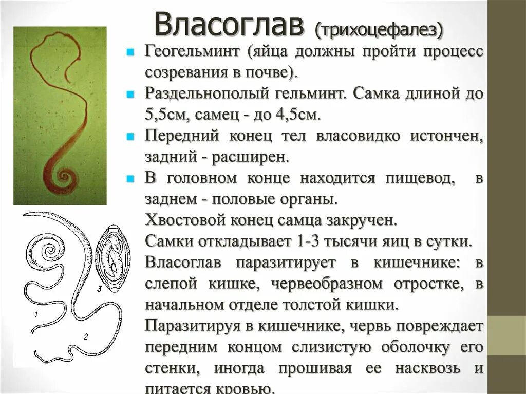 Власоглав человеческий (Trichocephalus Trichiurus) – возбудитель трихоцефалеза. Власоглав (Trichocephalus Trichiurus, прежнее название — Trichocephalus dispar). Власоглав геогельминт. Самка власоглава.