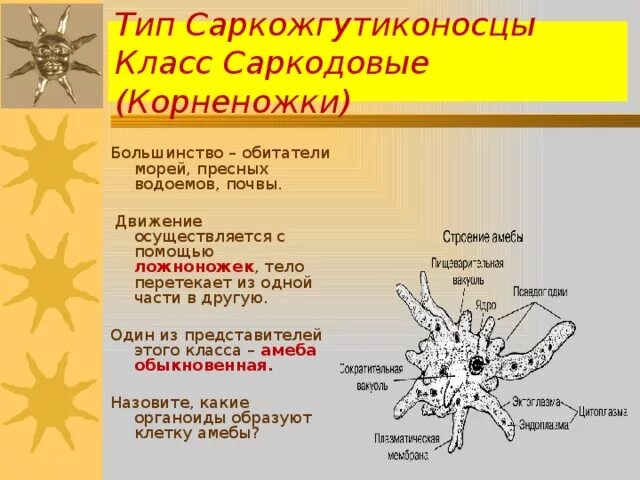 Саркодовые представители. Тип Саркожгутиконосцы класс Саркодовые (корненожки). Представители класса Саркодовые корненожки. Тип Саркодовые корненожки. Подтип Саркодовые представители.