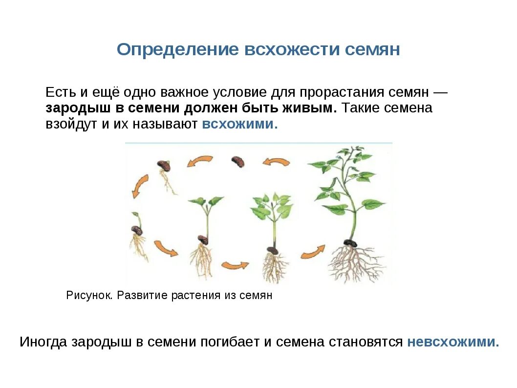Какие условия необходимы для распространения семени