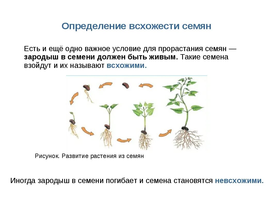 Прорастание семян биология. Пиретрум фазы прорастания семян. Схема прорастания семян 6 класс. Условия для проращивания семян. Практическая работа определение всхожести семян культурных растений