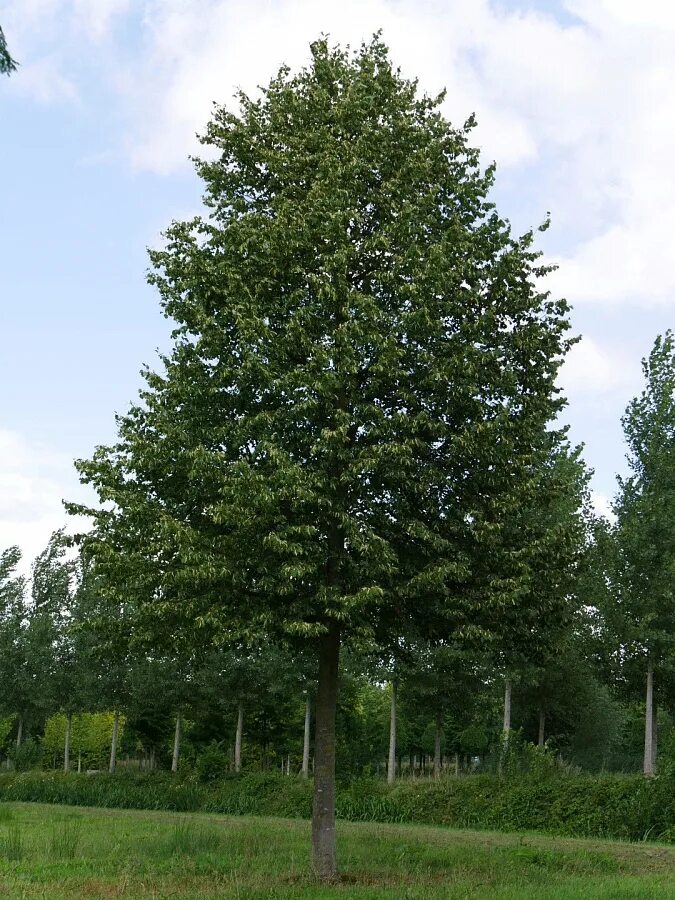 Tilia 30. Tilia 30. Tilia 30. Tilia 30. Tilia 30.