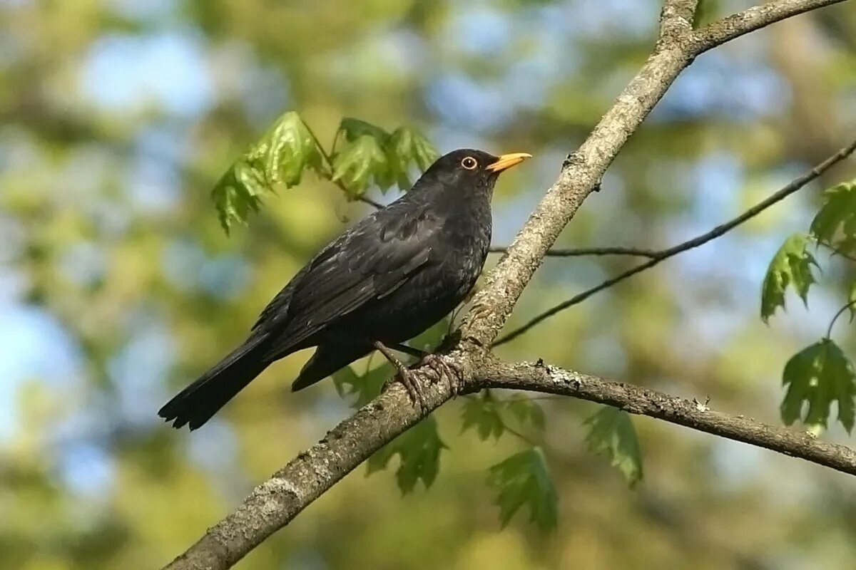где снимались черные дрозды
