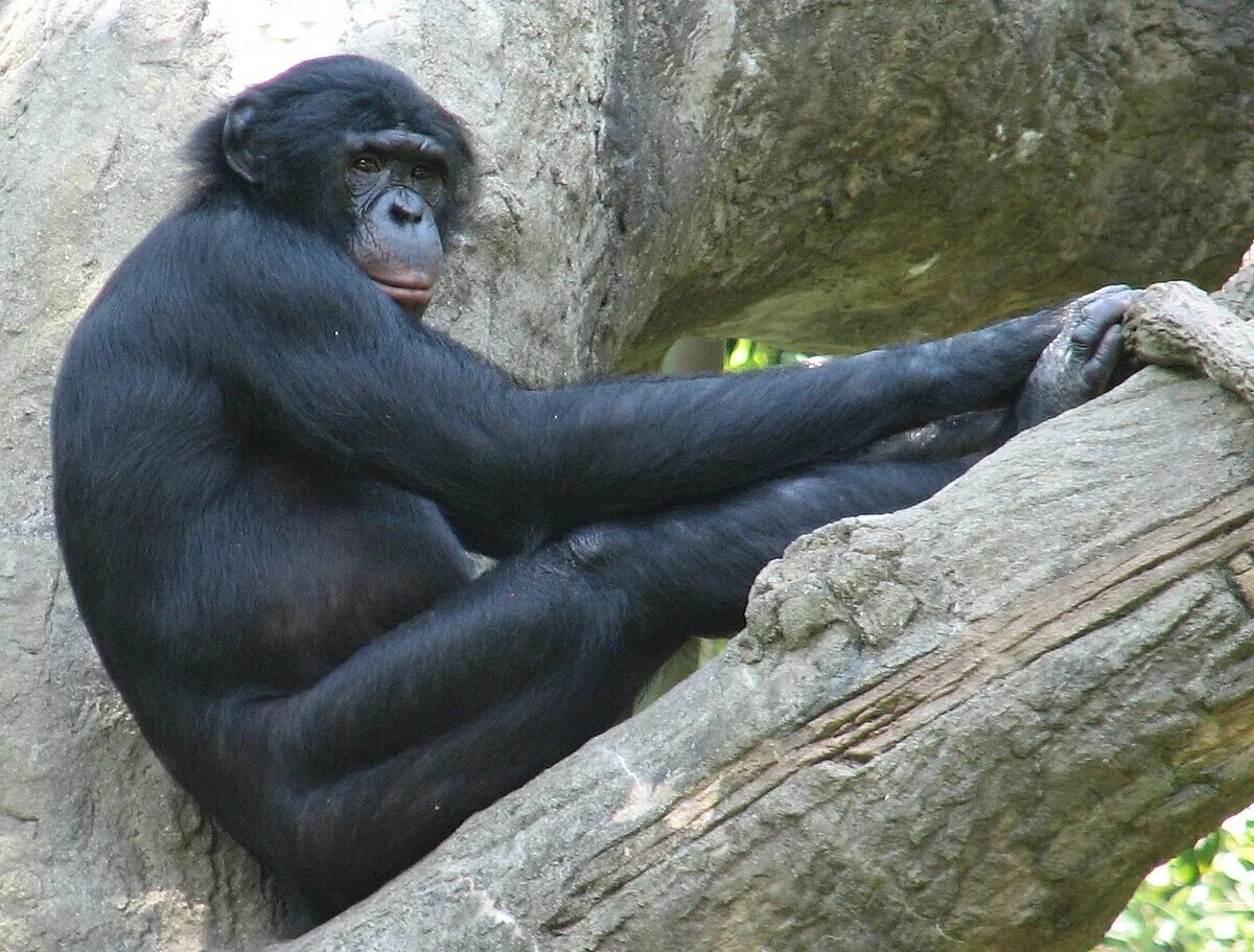 Карликовый шимпанзе 6. Шимпанзе бонобо. Бонобо самец. Шимпанзе бонобо самец.