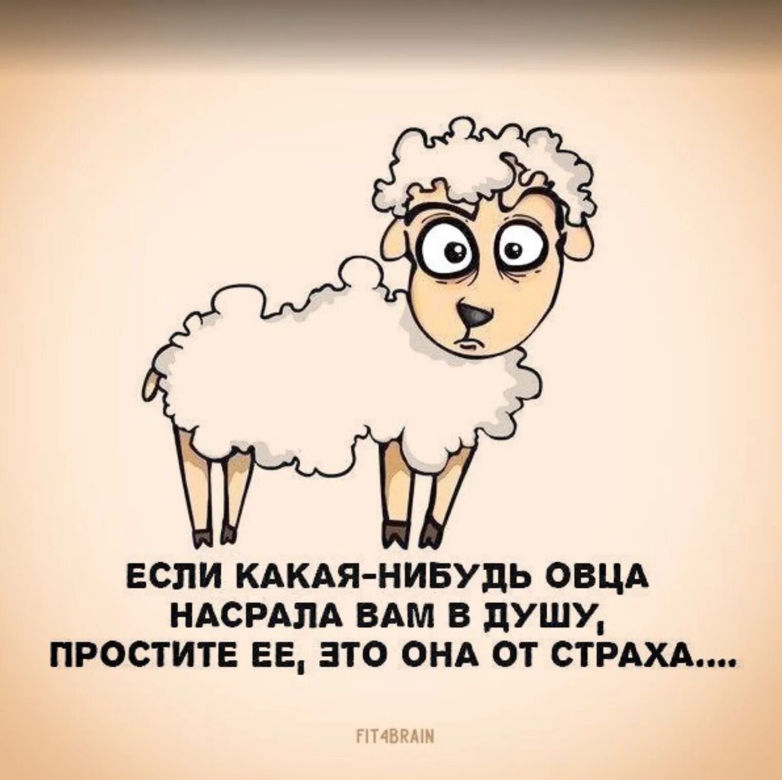 Цитаты овца. Овца юмор. про овцу высказывание. овечка фразы. цитаты про овец.