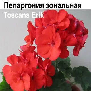 Пеларгония тоскана
