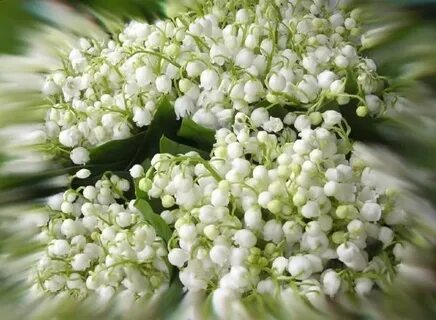 Пастернак ландыши