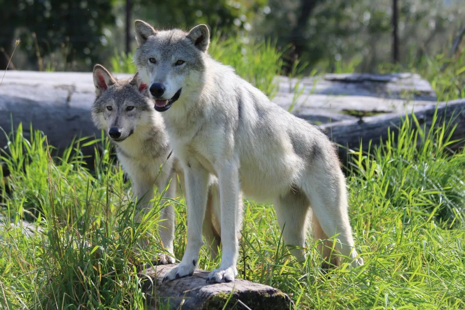 Wildlife conservation. Аляска животный мир. Animal Conservation. Girdwood, Alaska.