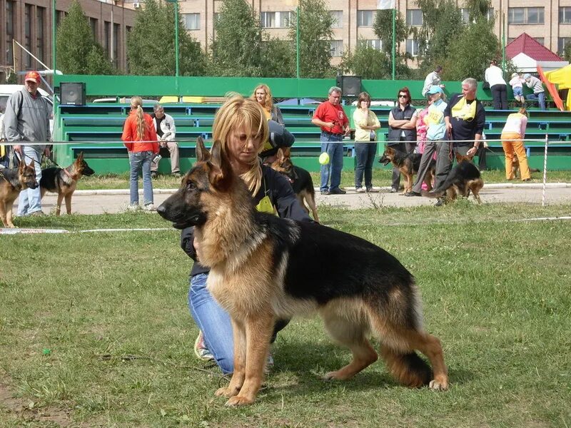 Выставка собак рязань