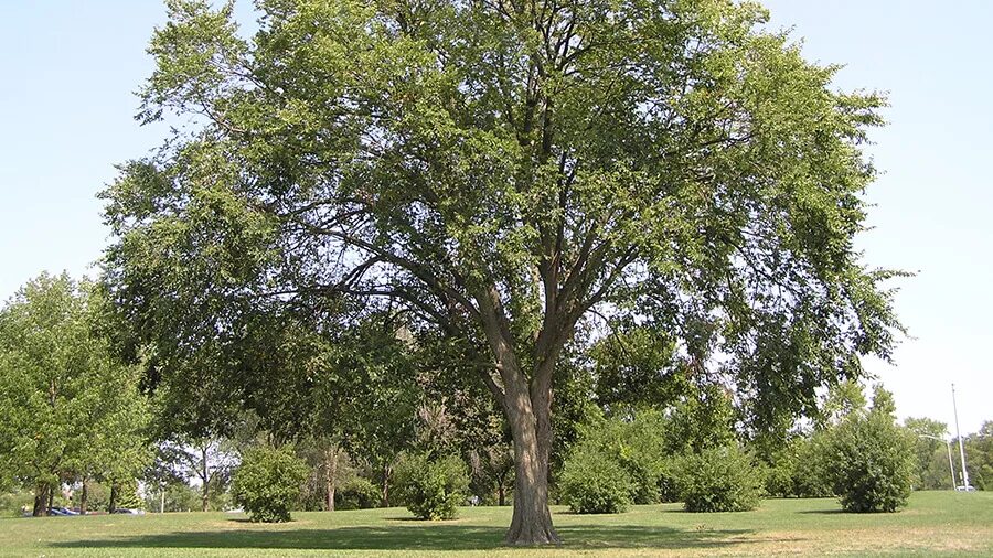 Ильма дерево фото Вяз шершавый (ulmus glabra). Описание, фото, сорта, уход, применение каталог G